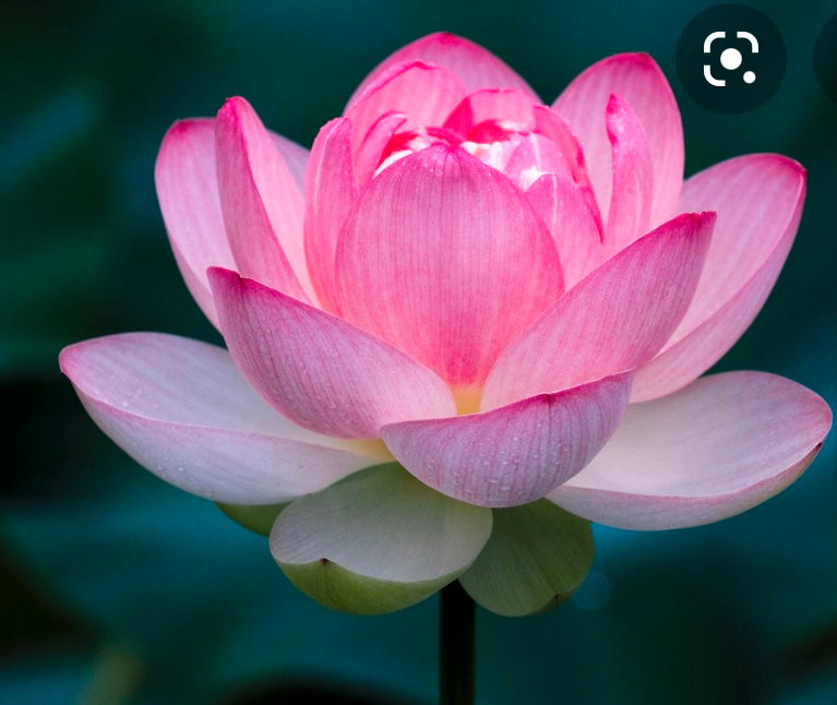 Lovely Lotus Necklace